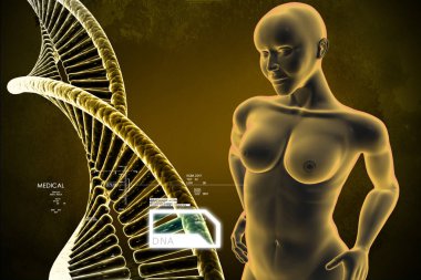 kadın kadın insan vücudu 3D çizimi