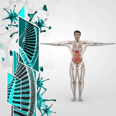 İnsan anatomisi 3D çizimi