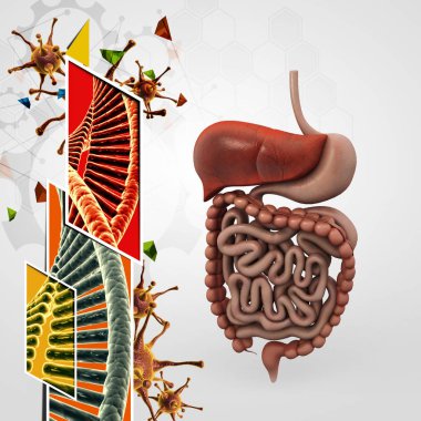 İnsan sindirim sistemi 3D çizimi