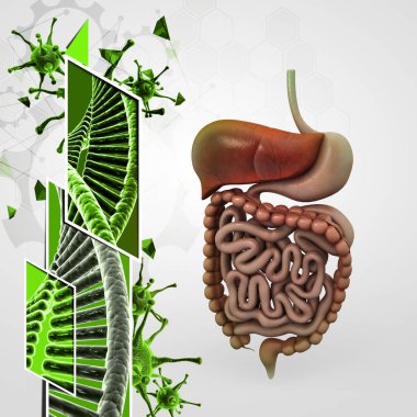 İnsan sindirim sistemi 3D çizimi