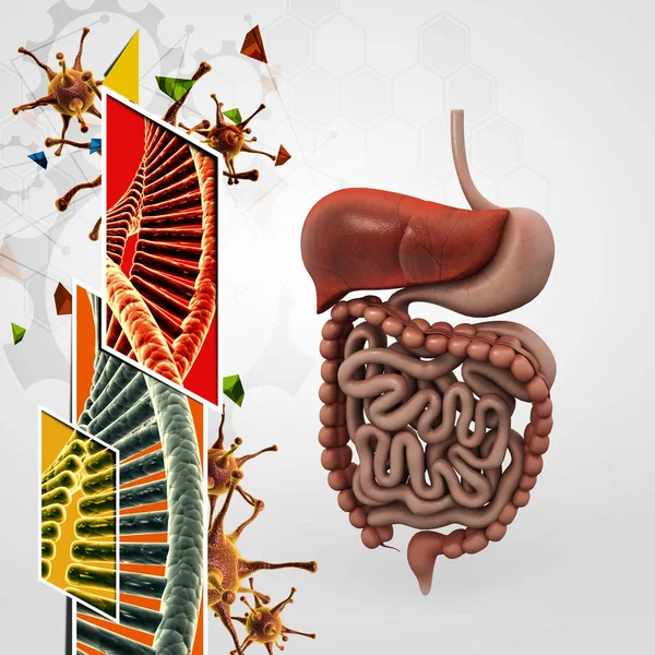 Ilustração Sistema Digestivo Humano — Fotografia de Stock