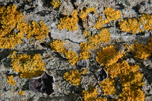 明るい黄色苔癬と木の樹皮にキノコ — ストック写真