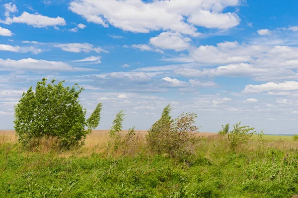 Sommarlandskap Med Grön Äng Träd Och Blå Himmel Med Moln — Stockfoto
