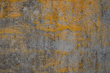 sarı moss ve kalıp Beton yüzey