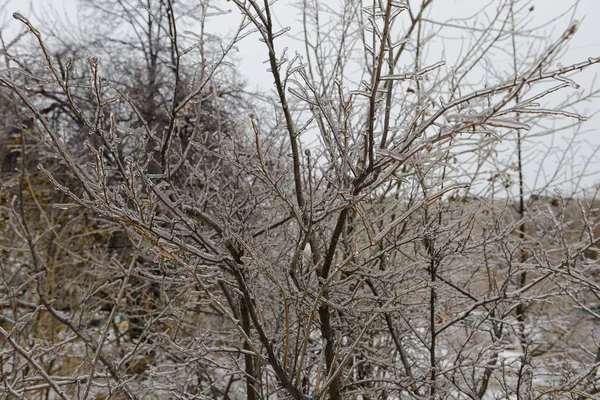 Гілки Дерева Крижаній Корі Після Льодовикового Дощу — стокове фото