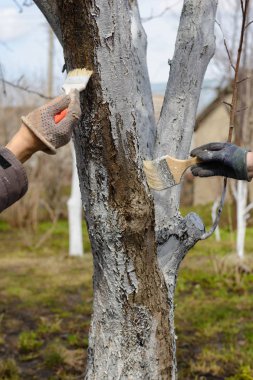 badana fırçaları ile iki el bir ağaç gövdesi