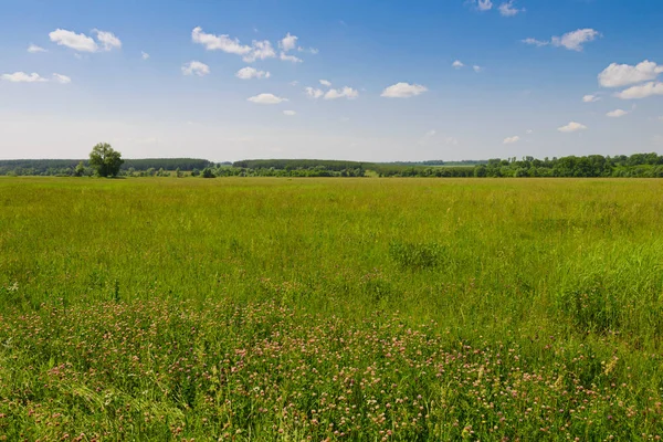 Landskap Med Ett Grönt Fält Skogar Horisonten Och Blå Himlen — Stockfoto