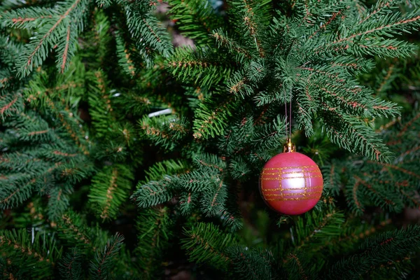 Yeni Yıl Ağacı Dalları Üzerinde Kırmızı Oyuncak Topu — Stok fotoğraf