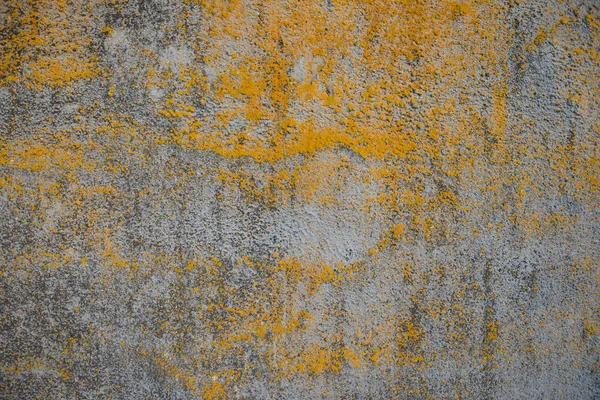 Vieux Mur Béton Recouvert Lichen Jaune — Photo