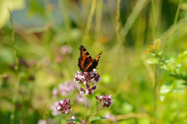 Papillon Lumineux Est Assis Sur Une Fleur Origan Parmi Herbe — Photo