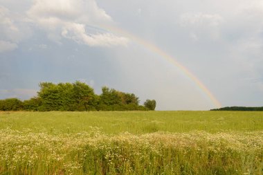 bir yeşil alan ve orman parlak gökkuşağı