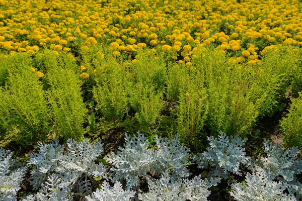 Macizo Flores Sentado Con Plantas Verdes Amarillas Azules —  Fotos de Stock
