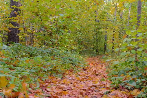 Тропа Усыпанная Опавшими Листьями Осеннем Лесу — стоковое фото
