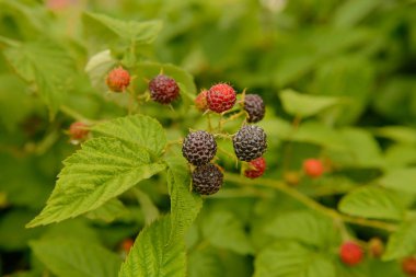 böğürtlen meyveleri dalları yeşil Bush üzerinde