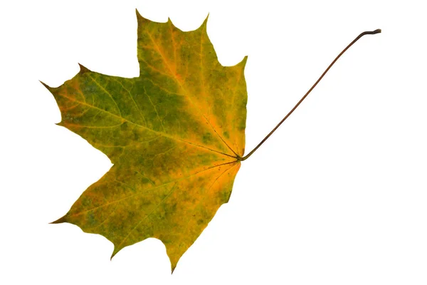 Gele Esdoornblad Met Groene Droog Een Witte Achtergrond — Stockfoto