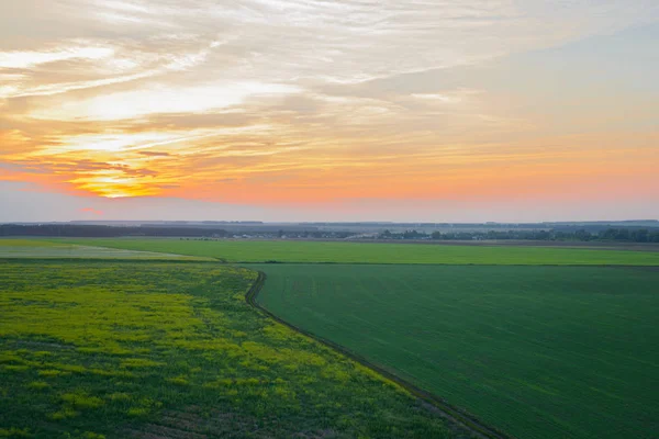 Coucher Soleil Orange Sur Champ Vert Semé — Photo