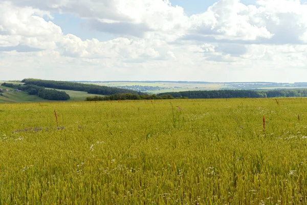 yaz manzara aşıladı yeşil alanı ve geçit ile
