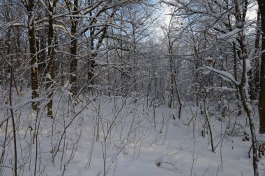 bir güneşli kış gününde karlı ağaçları ile kalın orman