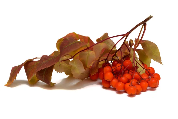 Ripe Bunch Rowan Berries Yellow Leaves White Background — Stock Photo, Image