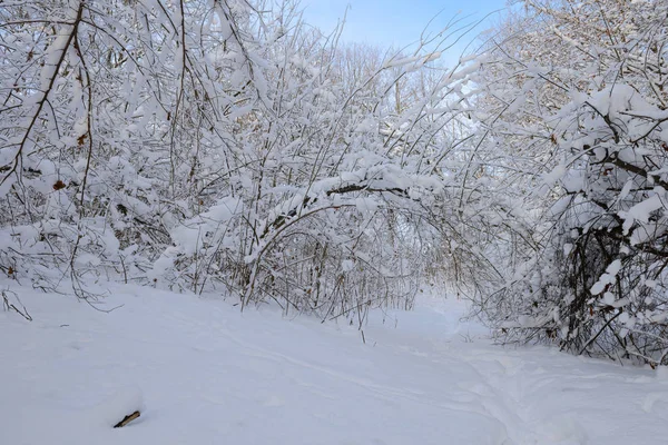 Floresta Densa Coberta Neve Com Caminho Dia Ensolarado Inverno — Fotografia de Stock