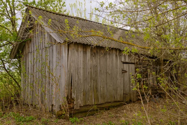在多云的春天的树木之间的老木废弃的小屋 — 图库照片
