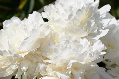 yaz bahçesinde beyaz peonies yaprakları