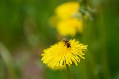 Karahindiba çiçek yeşil çim üzerinde arı pollinates