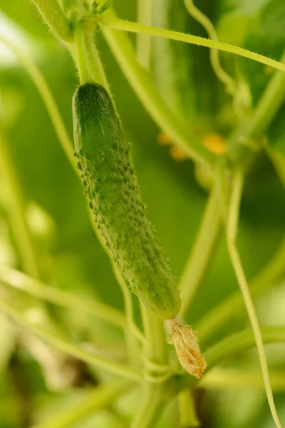Ένα Μικρό Πράσινο Αγγούρι Ένα Θερμοκήπιο — Φωτογραφία Αρχείου
