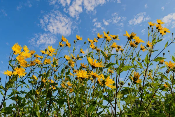 Tallos Flores Alcachofa Jerusalén Contra Cielo Azul Con Nubes —  Fotos de Stock