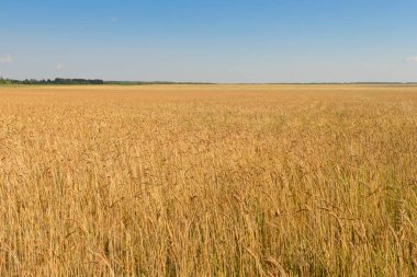 field sown in wheat on a clear summer day