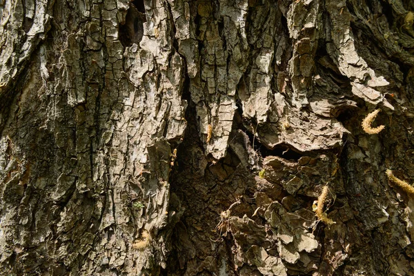 Oberflächenstruktur Der Rinde Eines Großen Alten Baumes — Stockfoto