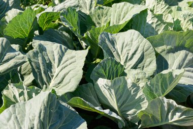 bahçede büyük etli lahana yaprakları