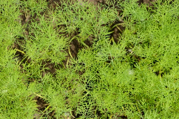 Helder Geurende Verse Groene Wortelen Tuin — Stockfoto