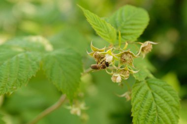 arı yeşil bir bahçe içinde ahududu çiçekler pollinates