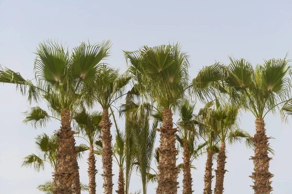 Hoge Palmbomen Met Groene Bladeren Tegen Een Heldere Hemel — Stockfoto