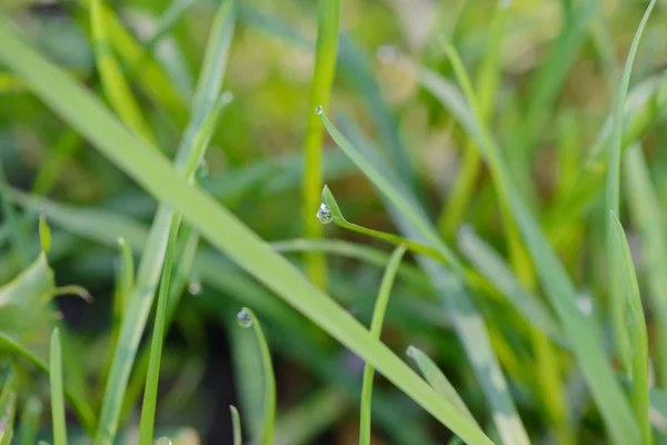 Капли Росы Ярко Зеленые Травинки — стоковое фото