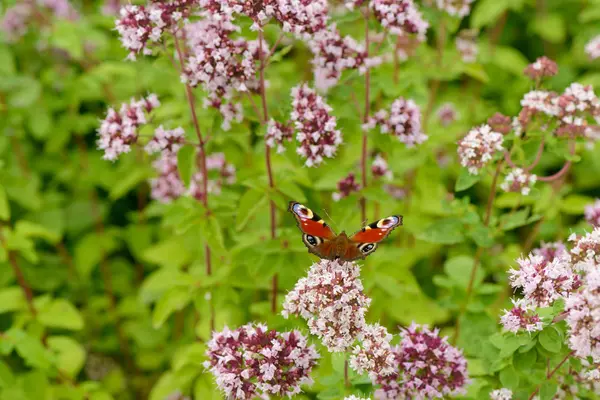 Papillon Assis Sur Une Fleur Origan Sur Fond Clairière Verte — Photo
