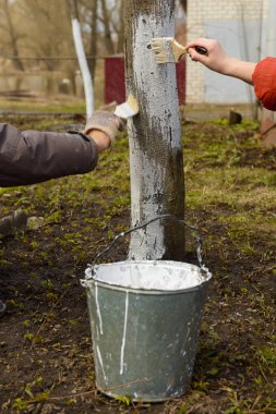 eller iki kişinin bir ağaç gövdesine erken ilkbaharda badana