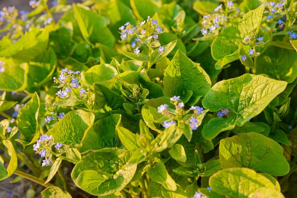 Växter med stora gröna blad och små blå blommor — Stockfoto