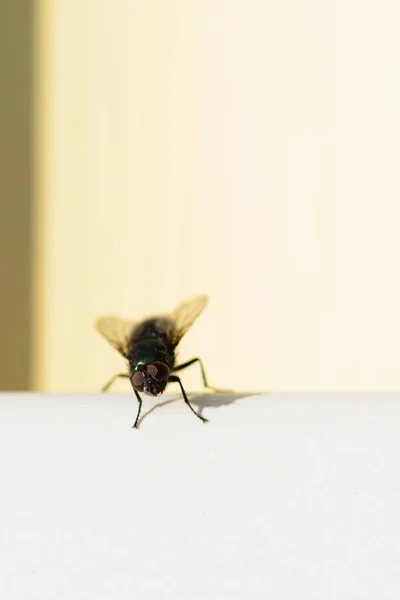 Una mosca se sienta sobre una superficie blanca. Marco vertical . — Foto de Stock