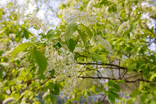 Flores de cereja no jardim em um dia de primavera ensolarado — Fotografia de Stock