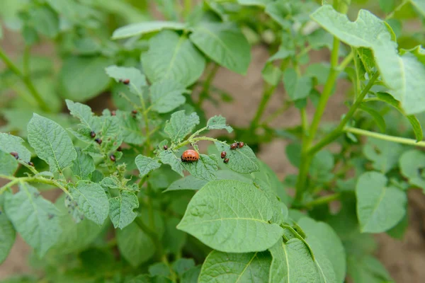 Besouros e larvas do Colorado comem folhas de batata — Fotografia de Stock
