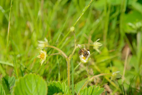 Abelhas coletam néctar das flores de morangos em um verde — Fotografia de Stock