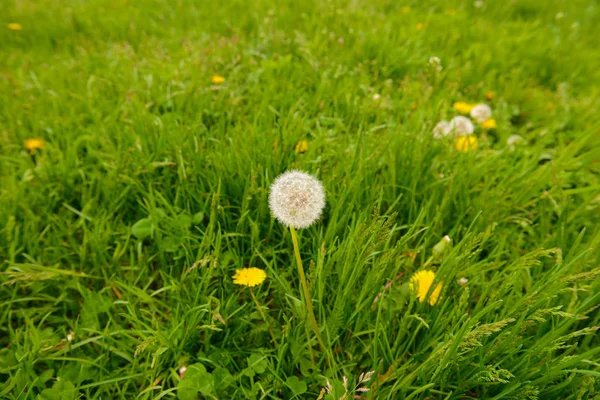 Fluffiga mask ros på en grön gräs matta på en sommar dag — Stockfoto