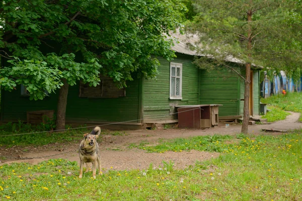 Maj 24, 2016: trähydda och bunden hund på en sommar dag. Mer från cheboksar — Stockfoto