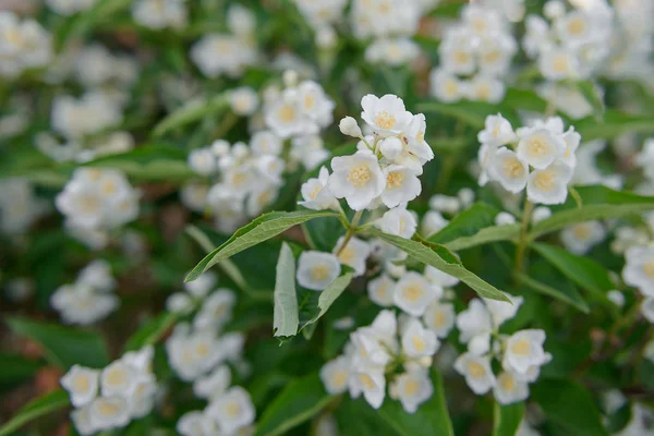 Arbusto de jazmín floreciente con brotes blancos en el jardín —  Fotos de Stock