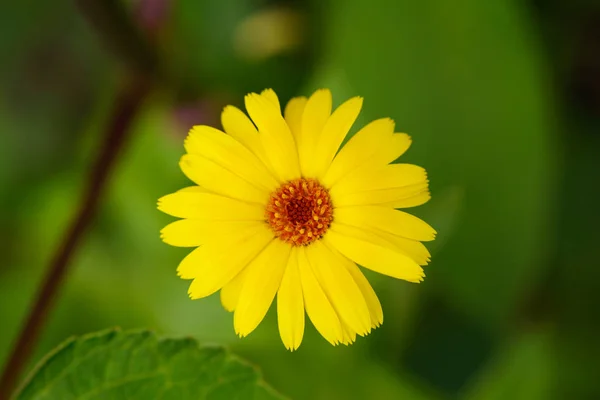 Ljust gul blomma på en grön bakgrund. Utsikt från ovan. — Stockfoto