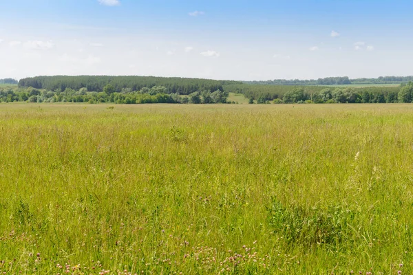 Sommar landskap med grön äng och skog vid horisonten — Stockfoto