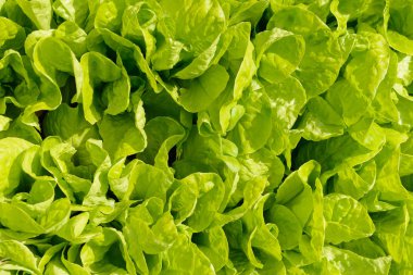 Bahçede yetişen yeşil yapraklı marul yığını