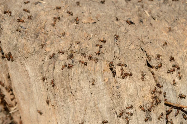 Un montón de hormigas en el viejo muñón podrido en un soleado día de primavera — Foto de Stock
